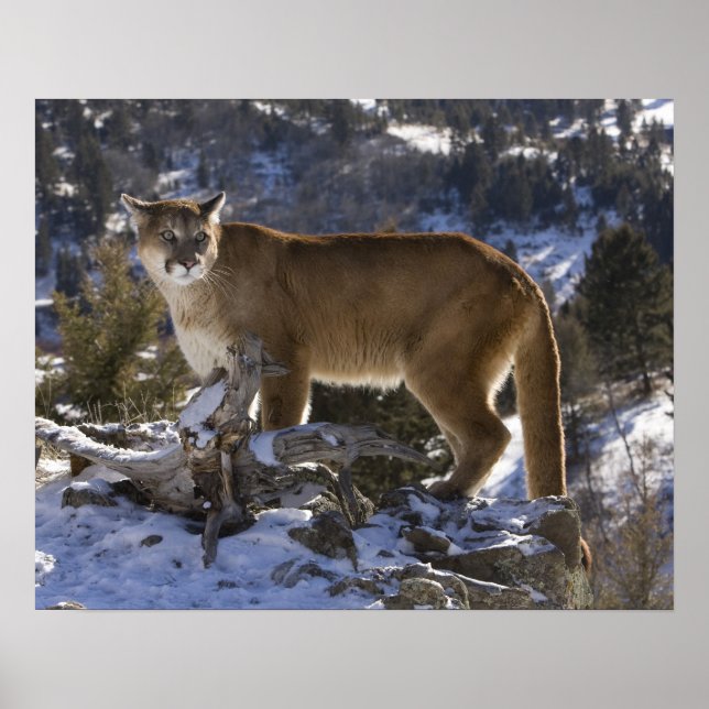 Póster Mountain Lion, também conhecido por puma, cougar;  (Frente)