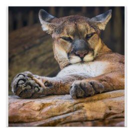 Póster Mountain Lion Wildlife Wall Art Photo Nature Print