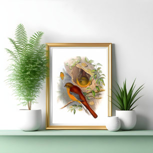 Poster Mountain Trogon