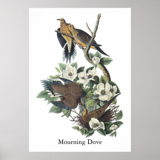 Poster Mourning Dove, John Audubon (Frente)