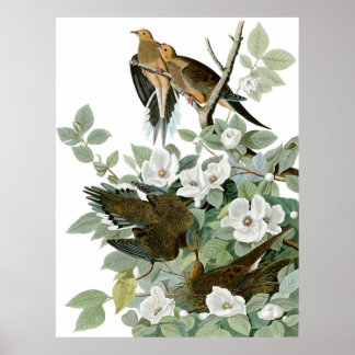 Poster Mourning Dove, John James Audubon Fine Art