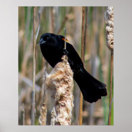 Poster Mr. Blackbird