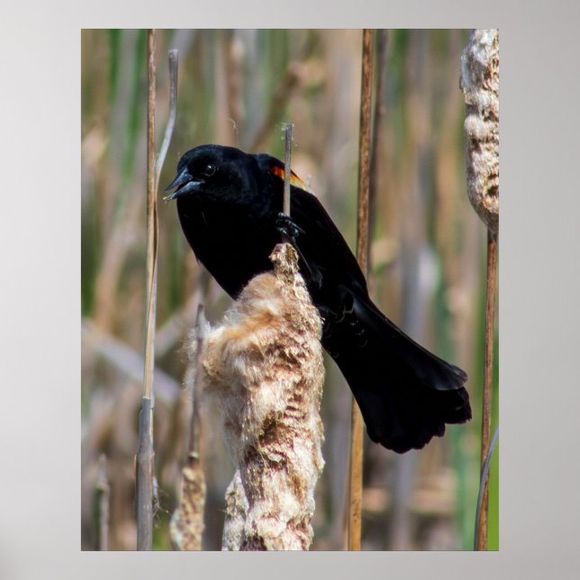 Poster Mr. Blackbird (Frente)