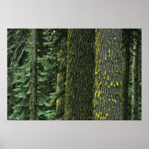 Póster Mt. Ashland, Floresta Nacional Rogue RIver,
