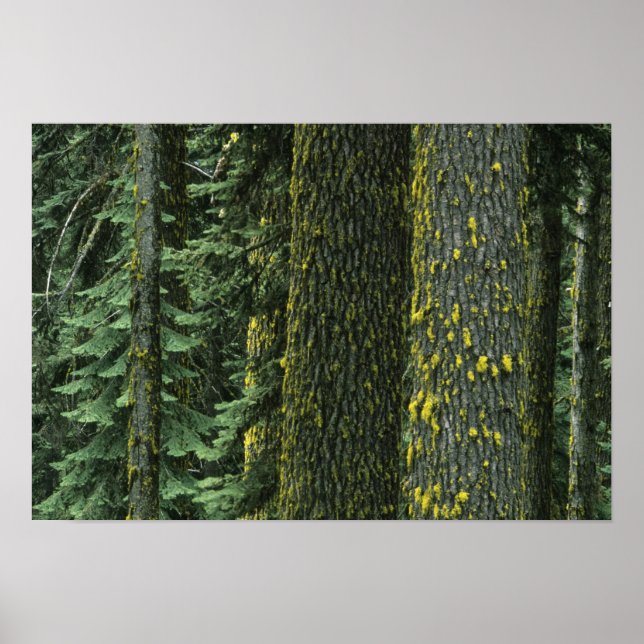 Póster Mt. Ashland, Floresta Nacional Rogue RIver, (Frente)