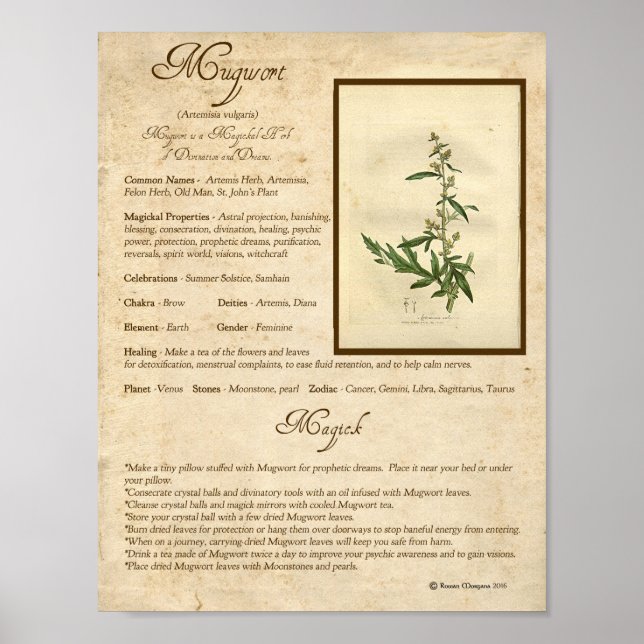 POSTER MUGWORT MAGICK HERB (Frente)