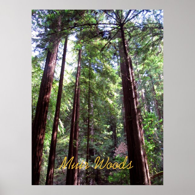 Póster Muir Woods (Frente)