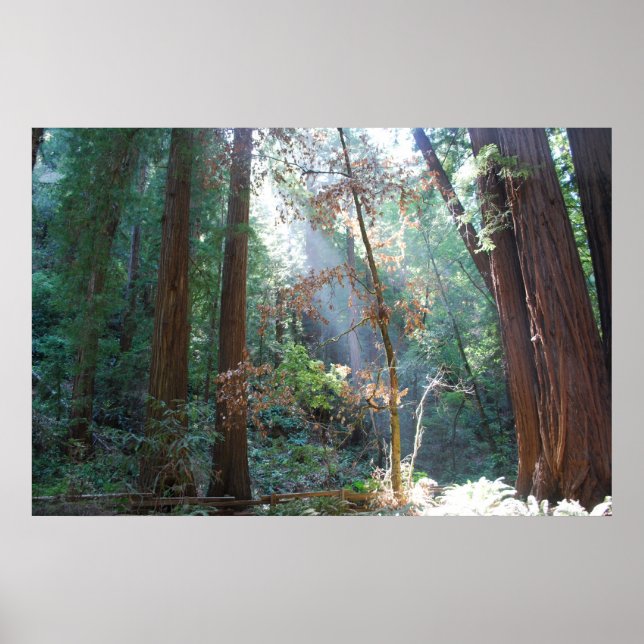 Poster Muir Woods California (Frente)