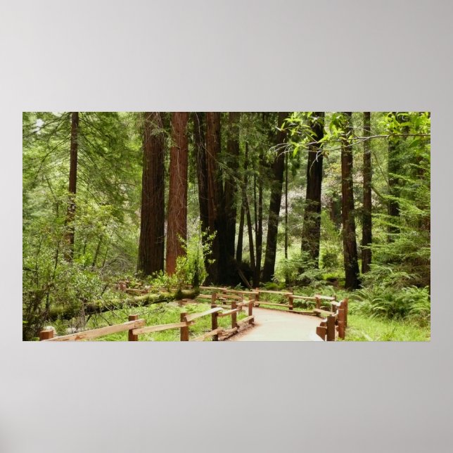 Poster Muir Woods Path I Nature Photoics (Frente)