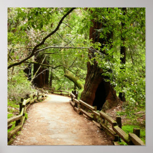 Poster Muir Woods Path II - Fotografia natural