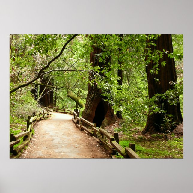 Póster Muir Woods Path II - Fotografia natural (Frente)