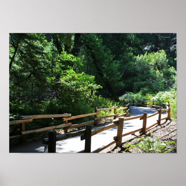 Póster "Muir Woods Walk" (Frente)