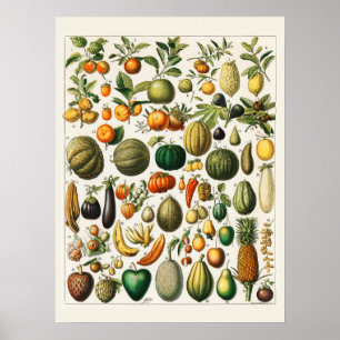 Poster Muitas frutas