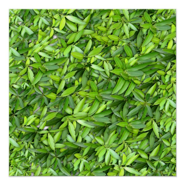 Póster Muitas lindas folhas verdes (Frente)