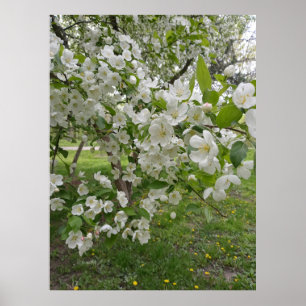 Poster Muitos Botões de Flor