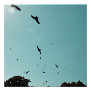 Póster Muitos pássaros e um rastro