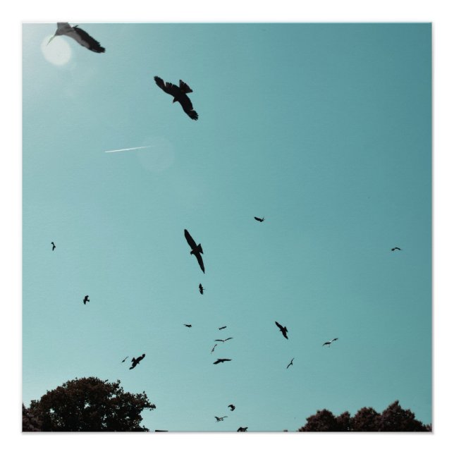 Póster Muitos pássaros e um rastro (Frente)