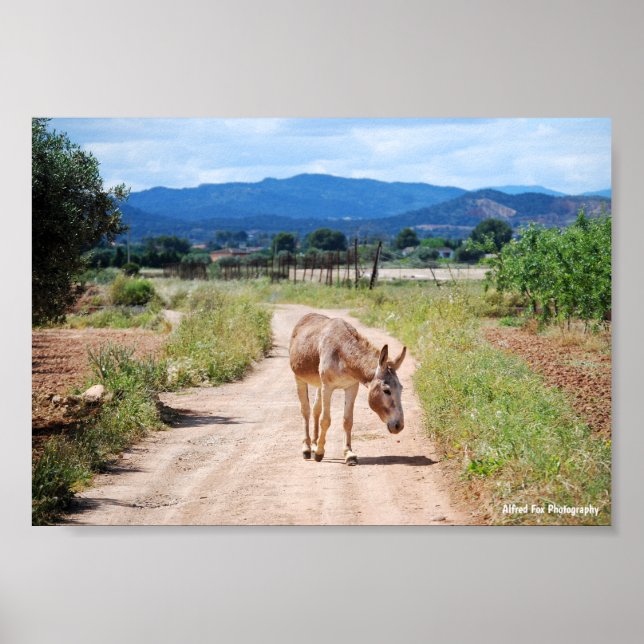Poster Mula Espanhola em Estrada Rural (Frente)
