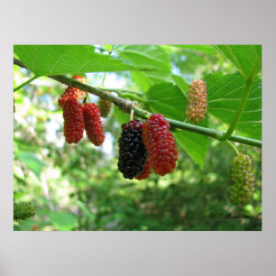 Poster Mulberries vermelhos