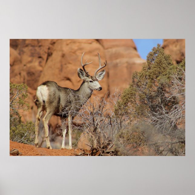 Poster Mule Deer (Frente)
