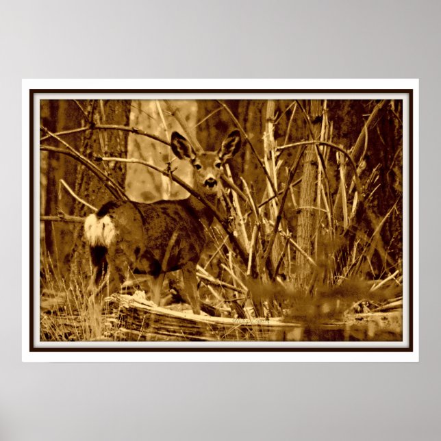 Poster Mule Deer: Doe (Frente)