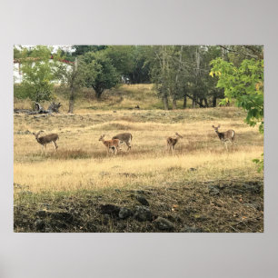 Poster Mule Deer em um campo, Joseph, Oregon