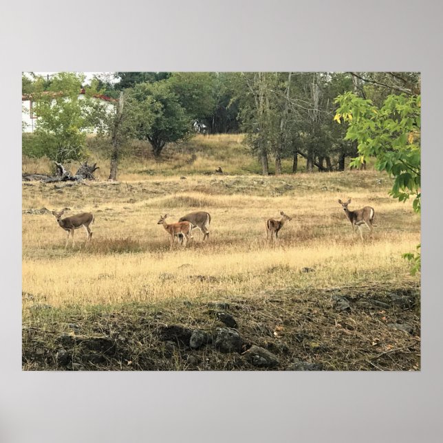 Poster Mule Deer em um campo, Joseph, Oregon (Frente)