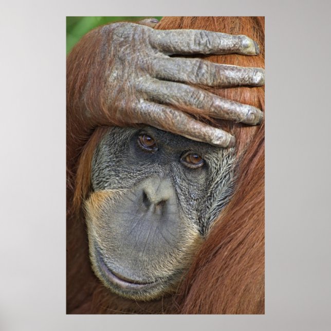 Póster Mulher cativa Sumatran Orangutan (Frente)