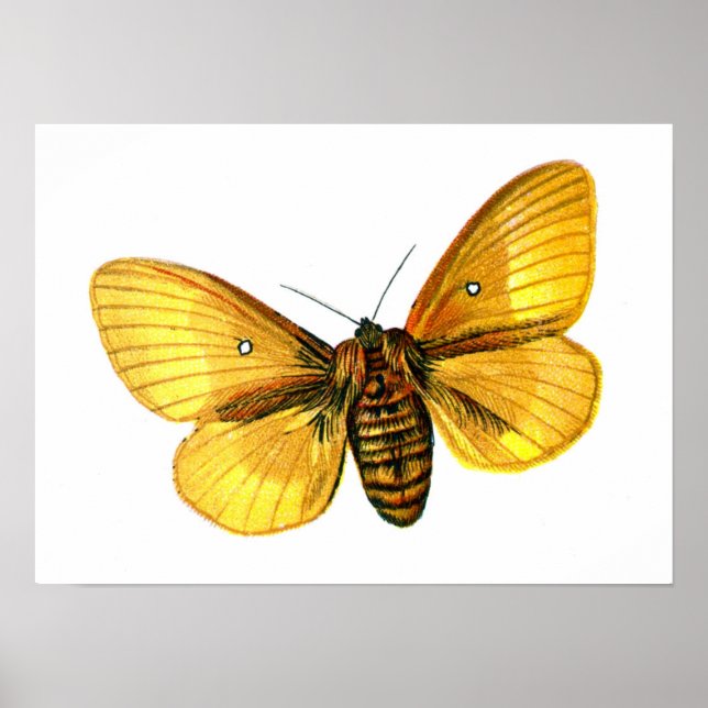 Póster Mulher-de-busca-bomba (Frente)