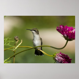 Poster Mulher do Hummingbird com garganta de rubi