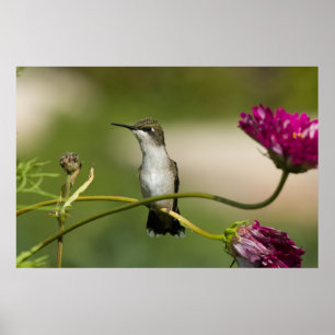 Poster Mulher do Hummingbird com garganta de rubi