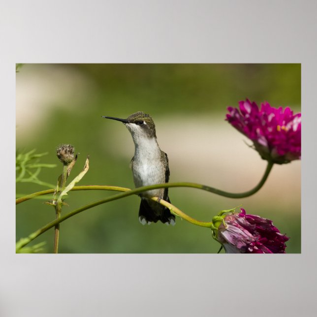 Poster Mulher do Hummingbird com garganta de rubi (Frente)