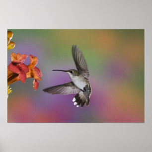 Póster Mulher Ruby Throated Hummingbird no voo, 2