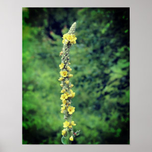 Poster Mullein Wildflower Amarelo