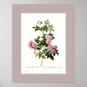 Poster Multiflora de Rosa, beira feita sob encomenda