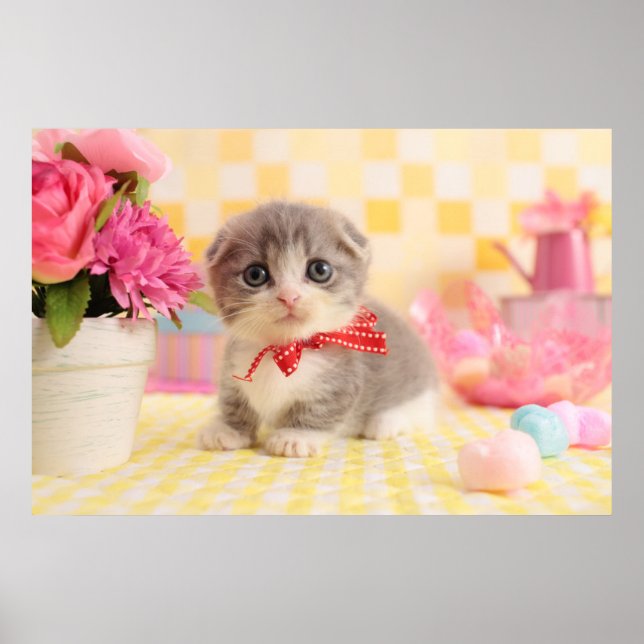 Poster Munchkin Kitten (Frente)