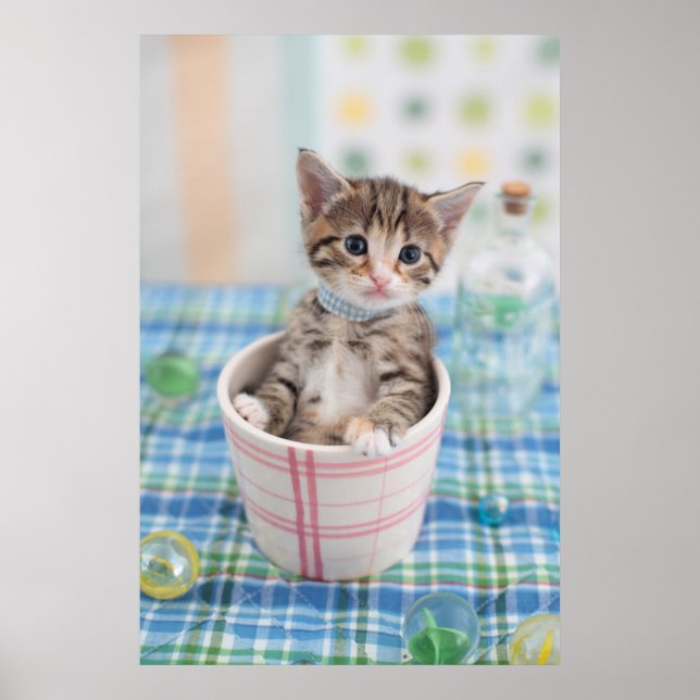 Poster Munchkin Kitten Com Bonito Fita (Frente)