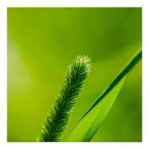 Póster Mundo verde
