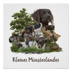 Póster Munsterlander, versátil caça-apontador-recuperador
