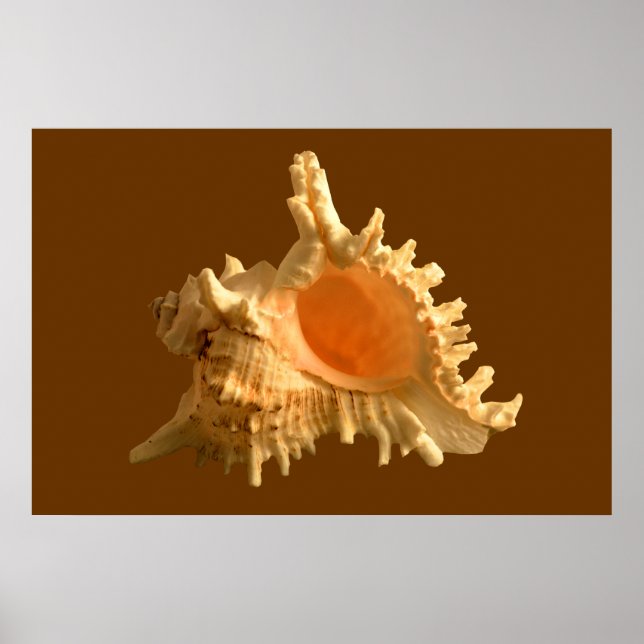 Póster Murex Ramous (Frente)