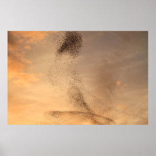 Póster Murmuration of Starling Print