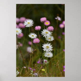 Poster Murmurios de Flores Silvestres