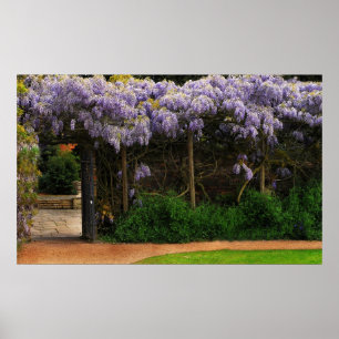 Poster Muro de Wisteria