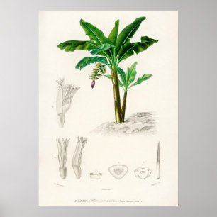 Poster Musa Chinensis