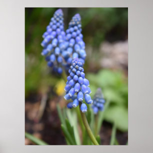 Poster Muscari Armeniacum , Grape Hyacinth