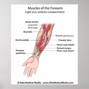 Poster Muscles of the forearm, labeled diagram.