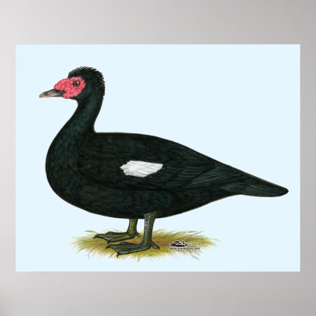 Póster Muscovy Black Drake (Frente)