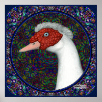 Muscovy Cabeça de Pato Branca