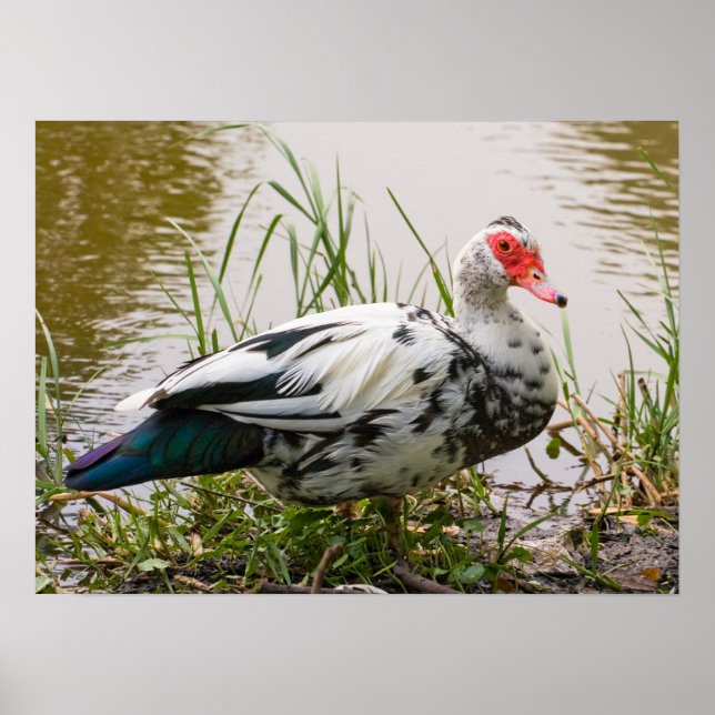Poster Muscovy Duck (Frente)