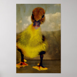 Poster Muscovy Ducking